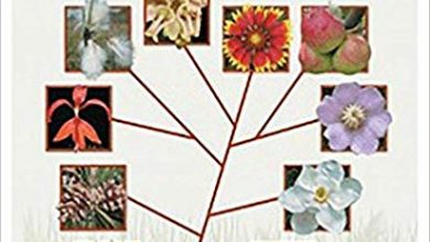 خرید ایبوک Plant Systematics: A Phylogenetic Approach 4th Ed دانلود کتاب سیستماتیک گیاه: رویکرد فیلوژنتیک نسخه چهارم download Theobald PDF دانلود کتاب از امازون